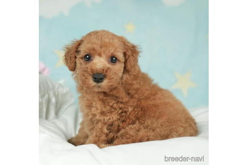 成約済の千葉県のトイプードル-207856の1枚目